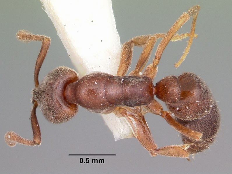 File:Hypoponera opaciceps casent0104663 dorsal 1.jpg