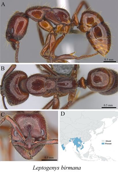 File:Liu, C. et al. 2020. Ants of the Hengduan Mountains, Figure 122, Leptogenys birmana.jpg