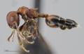 MCZ ENT Crematogaster MOZ sp1 hal 2x.jpg