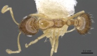 Monomorium katir casent0902244 d 1 high.jpg