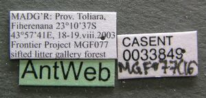 Monomorium sechellense casent0033849 label 1.jpg