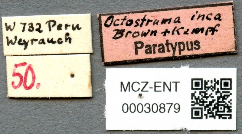 File:Octostruma inca L mcz-ent00030879.jpg