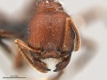 Pogonomyrmex-huachucanus-MCZ002H.jpg