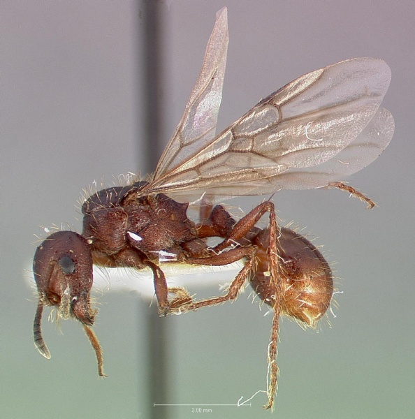 File:Pogonomyrmex colei casent0005716 profile 1.jpg