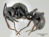 Polyrhachis decumbens casent0106014 profile 1.jpg