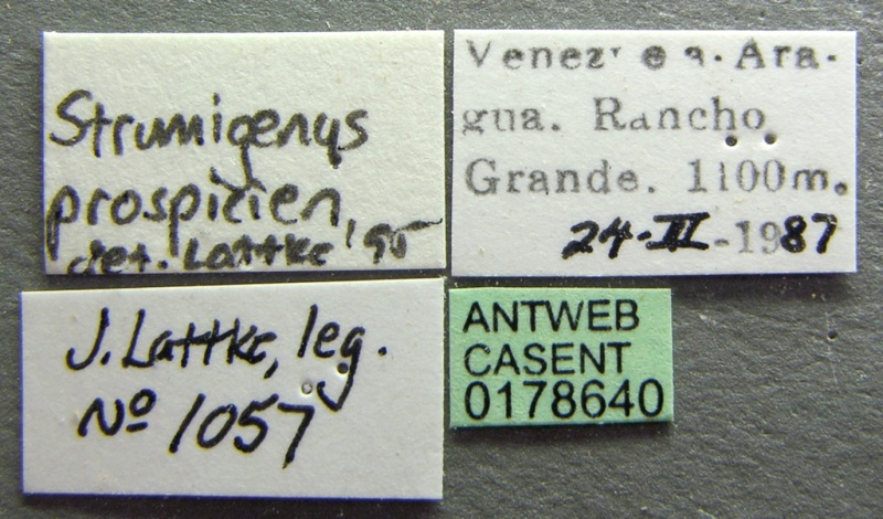 File:Strumigenys prospiciens casent0178640 label 1.jpg