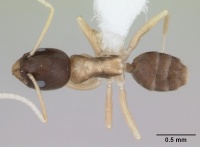 Tapinoma atriceps casent0173743 dorsal 1.jpg