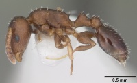 Temnothorax schaumii casent0104047 profile 1.jpg