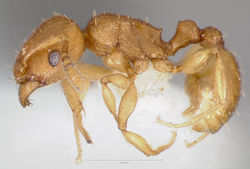 Tetramorium simillimum casent0005830 profile 1.jpg