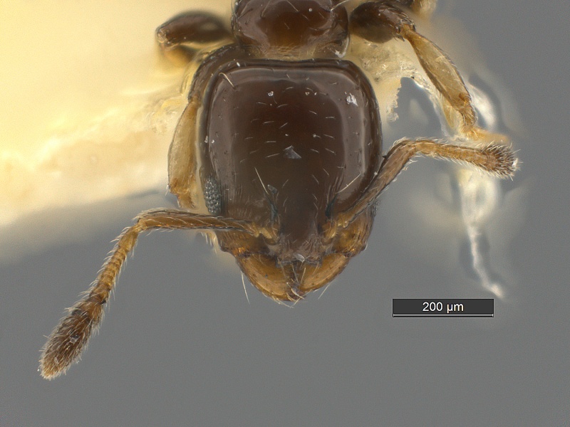 File:Xenomyrmex-stolli-MCZ001H.jpg