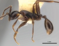 Aenictus gracilis casent0217376 p 1 high.jpg