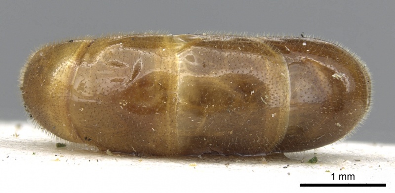 File:Aenictus pubescens casent0902693 d 2 high.jpg