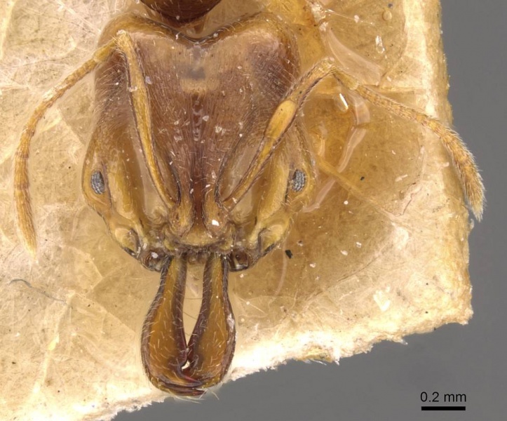 File:Anochetus longifossatus casent0907405 h 1 high.jpg