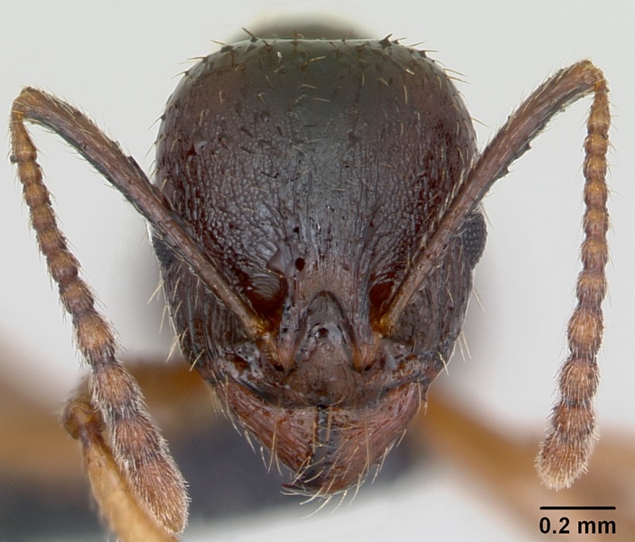 File:Aphaenogaster subterranea casent0172716 head 1.jpg