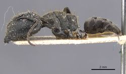 Camponotus barbarossa sulcatinasis casent0911748 p 1 high.jpg