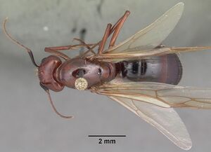 Camponotus castaneus casent0103656 dorsal 1.jpg