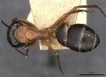 Camponotus innexus casent0910387 d 1 high.jpg