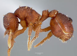 Eurhopalothrix floridana casent0003195 profile 1.jpg