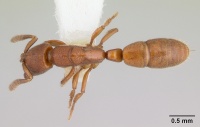 Feroponera ferox casent0102994 dorsal 1.jpg