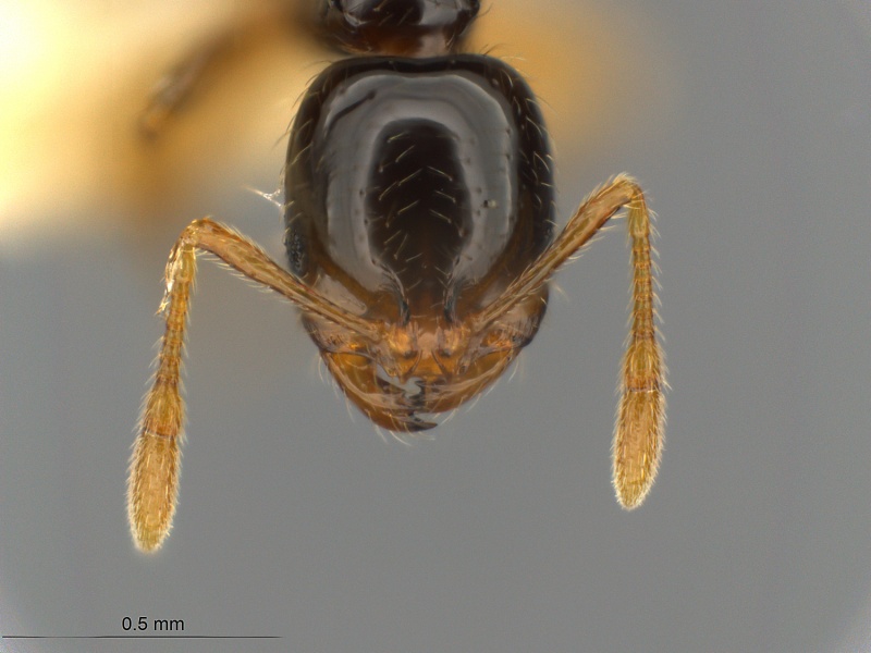 File:MCZ ENT Solenopsis globularia hef.jpg