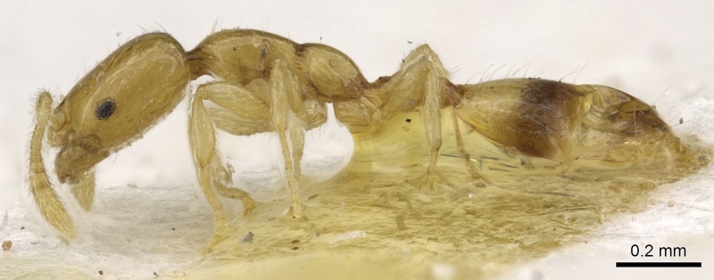 File:Monomorium trake casent0902266 p 1 high.jpg