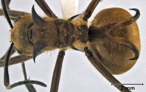 Polyrhachis ypsilon 2 top.jpg