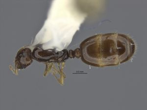 Solenopsis quadridentata holotype top.jpg