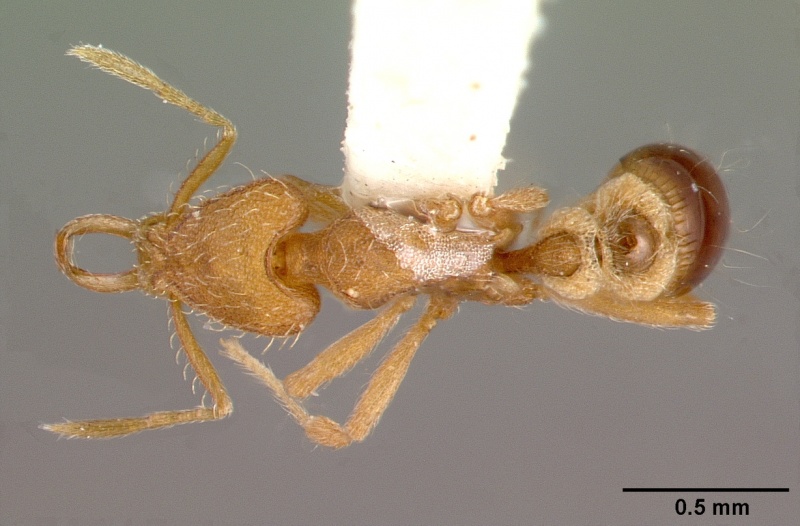 File:Strumigenys lewisi casent0010646 dorsal 1.jpg