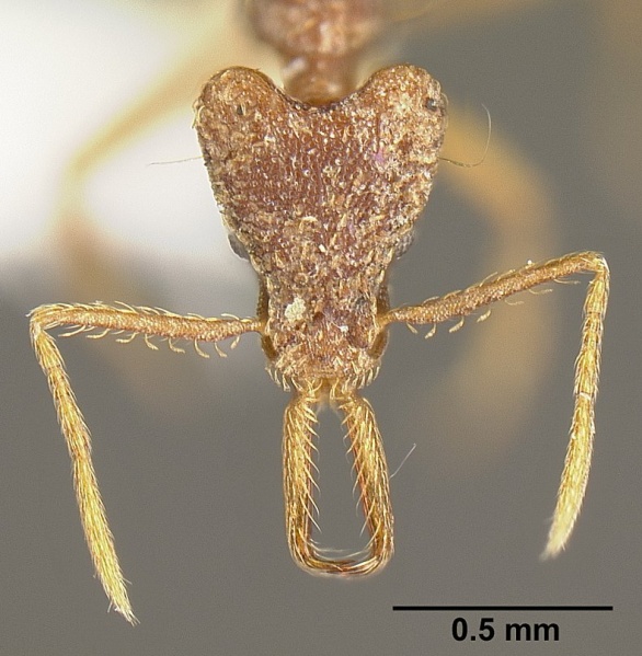 File:Strumigenys sevesta inb0003211882 h 1 high.jpg