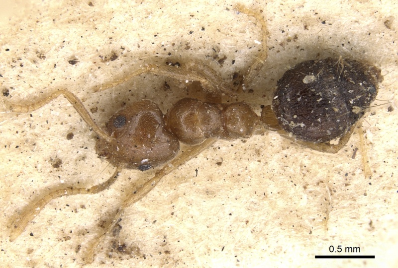 File:Technomyrmex pratensis casent0901924 d 2 high.jpg