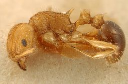 Tetramorium schoutedeni P zfmkhym20096177.jpg