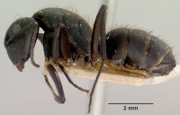 Camponotus darwinii themistocles casent0101381 profile 1.jpg