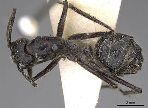 Camponotus molossus casent0906939 d 1 high.jpg