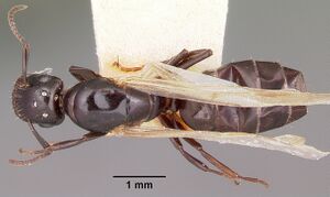 Camponotus papago casent0104681 dorsal 1.jpg