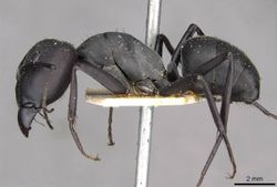 Camponotus somalinus curtior casent0910272 p 1 high.jpg