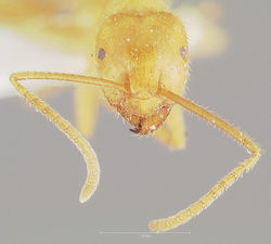 Lasius atopus casent0005929 head 1.jpg