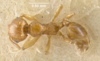 MCZ-ENT00020699 Pheidole silvestri had.jpg