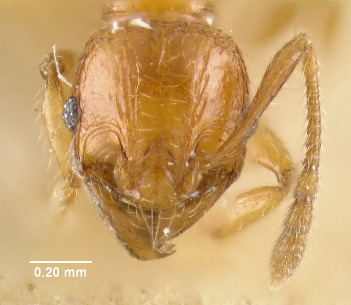 File:MCZ-ENT00020699 Pheidole silvestri hef.jpg