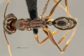 MCZ Odontomachus simillimus had1 6.jpg