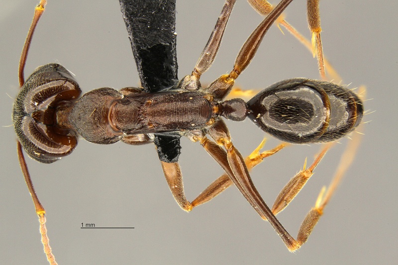 File:MCZ Odontomachus simillimus had1 6.jpg