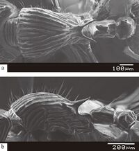 Myrmecina arcuata F3ab.jpg