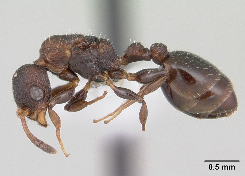 File:Nesomyrmex echinatinodis casent0173994 profile 1.jpg