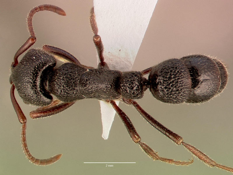 File:Pachycondyla cavernosa sam-hym-c008788b dorsal 1.jpg