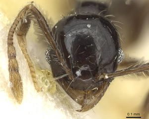 Pheidole nigritella casent0915442 h 1 high.jpg