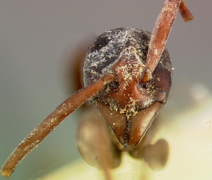 File:Platythyrea gracillima casent0003149 head 1.jpg