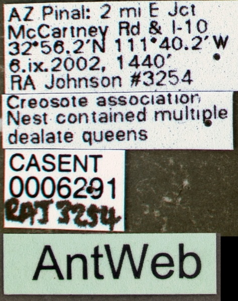 File:Pogonomyrmex pima casent0006291 label 1.jpg