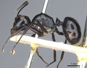 Polyrhachis euryala casent0903410 p 1 high.jpg