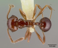 Pristomyrmex trogor castype13686 dorsal 1.jpg