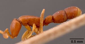 Probolomyrmex filiformis sam-hym-c002224 profile 1.jpg