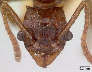 Pseudoatta argentina casent0178486 head 1.jpg